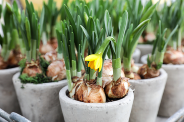 6 ok, amiért a nárciszhagyma nem virágzik