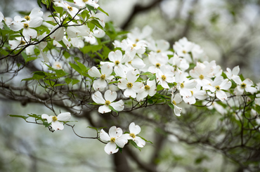 Fehér virágú fák