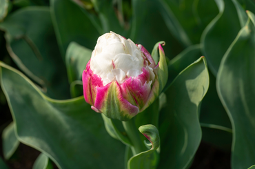 különleges tulipán