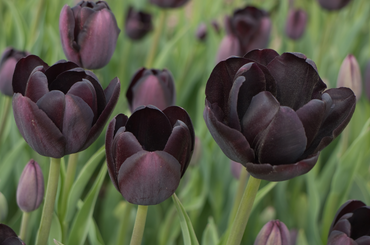 Fekete tulipán fajták