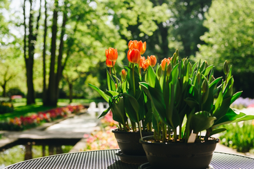 Cserepes tulipánok kiültetése mikor aktuális?