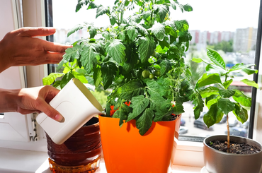 10 legjobb zöldség ablakpárkányba