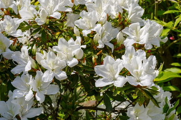 Legszebb fehér virágok