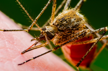 Genetikailag módosított szúnyogok