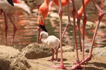 Flamingók állatkert 
