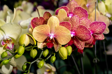 Orchidea gondozása nyáron