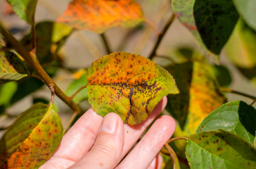 Leggyakoribb őszi kertészeti betegség