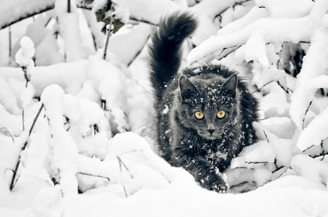 Fáznak a cicák télen?