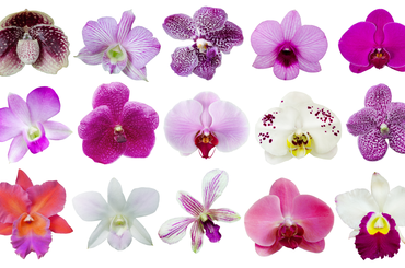 Mit jelképeznek az orchidea színei?