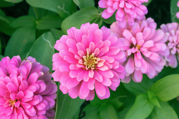 4 legszebb élénk rózsaszín virág tavaszra