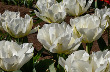 Legszebb fehér tulipán fajták