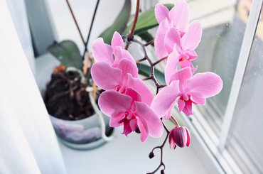 Orchidea ideális helye