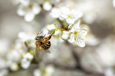 tavaszi feladatok egy méhesben
