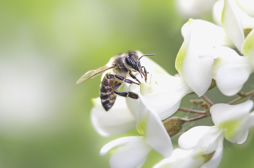 Méh szívja ki a nektárt egy akácvirágból