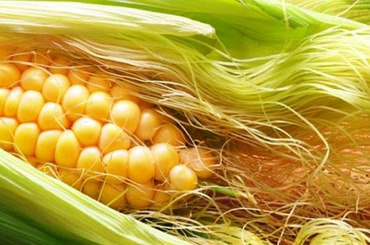 Kukoricabajusz előnyei