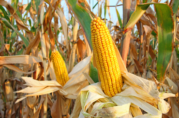 Kukorica termesztése - Szakértő tanácsok a kukorica termesztéséhez