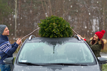 A karácsonyfa - Mire figyeljünk a vásárlásnál, fenyő fajok, tippek a vásárláshoz, kiválasztás, magasság