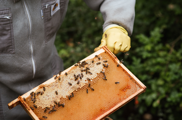 Atkaveszély a méhészetekben, léputca, élelemkészlet, méhes, méhanya, cukorlepény, anyazárka, méhészeti nemzeti program, szer, kirágós, pete, kaptár, akácvirágzás