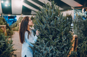 Karácsonyfa választás - milyen az ideális Karácsonyfa? 