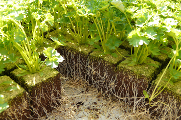 Tippek a szép petrezselyemgyökér termesztéshez