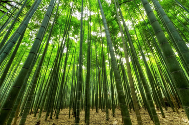 A bambusz- a jövő szupernövénye