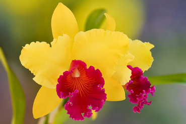 Az orchideák a világ legszebb növényei közé tartoznak, ismerd meg jobban te is a Cattleya orchideát