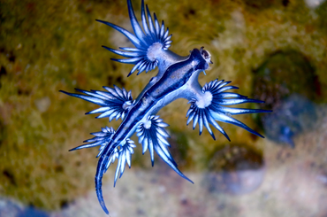 Kék sárkány, egy óceáni élőlény, aki a sárkányokra hasonlít