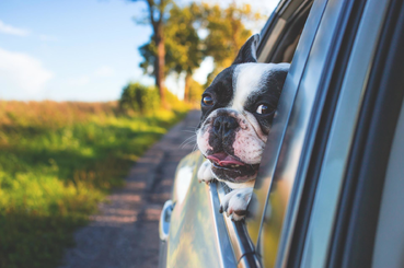 Kutya utaztatása autóban