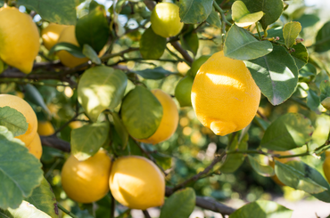 Hogyan teleltessük a citrusféléket?
