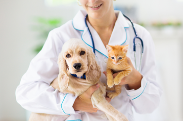 Vigyázz macska és kutya társadat egészségére és boldogságára a következő 5 tipp segítségével!