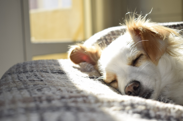Kutyamérgezés tünetei, mit tegyük, ha megmérgezték a kutyánkat
