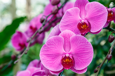 Hasznos tudnivalók az orchideáról