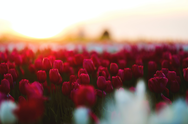 Így lehet hosszú életű a tulipánod