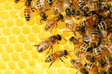 Méhpempő tudnivalók 