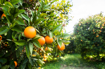 Legyen több száz mandarint termő fád otthon