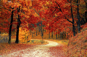 Levelek színe ősszel