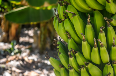 Banánfa nevelése