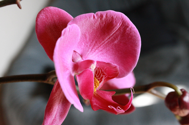 9 érdekesség, amiket eddig nem tudtál az orchideákról