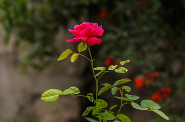 Rózsa nevelése, rózsa gondozása