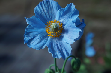 A világ legszebb kék virágai