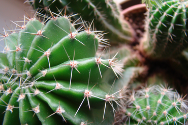 Kaktuszok gondozása
