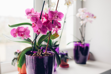 Tartsd az orchideát a hálószobában