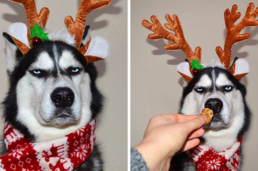 Egy unott Husky karácsonyi képein röhög az internet