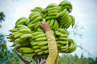 Minden az indián banán neveléséről