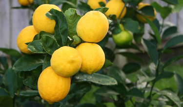 A citromfa metszése – Szakértői tanácsok a citromfa metszéséhez