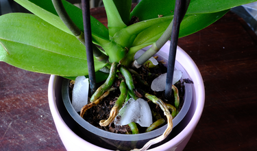 Orchidea öntözése