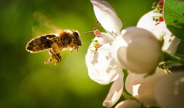 méhek tavasszal
