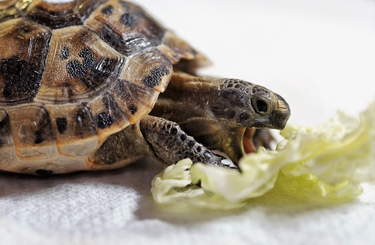 Miért ideális háziállat egy szárazföldi teknős?
