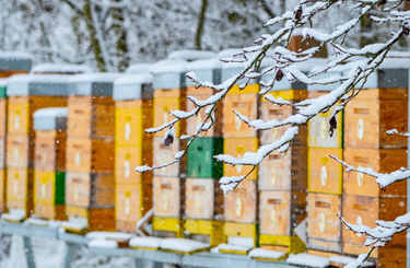 méhek etetése télen