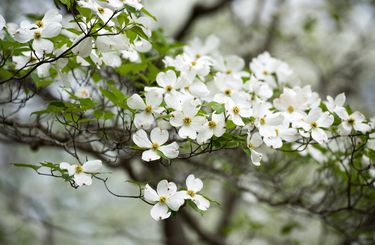 Fehér virágú fák